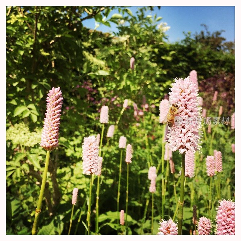 officinalis(同义Persicaria Bistorta)，又称木犀草、普通木犀草、欧洲木犀草或草甸木犀草，是木犀草科的一种开花植物，原产于欧洲和西亚北部。